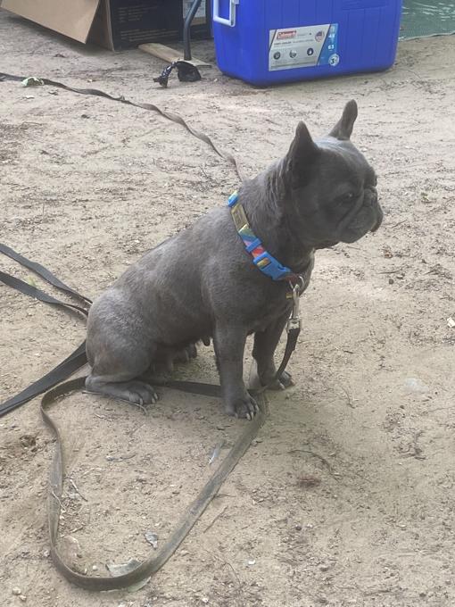 French bulldog