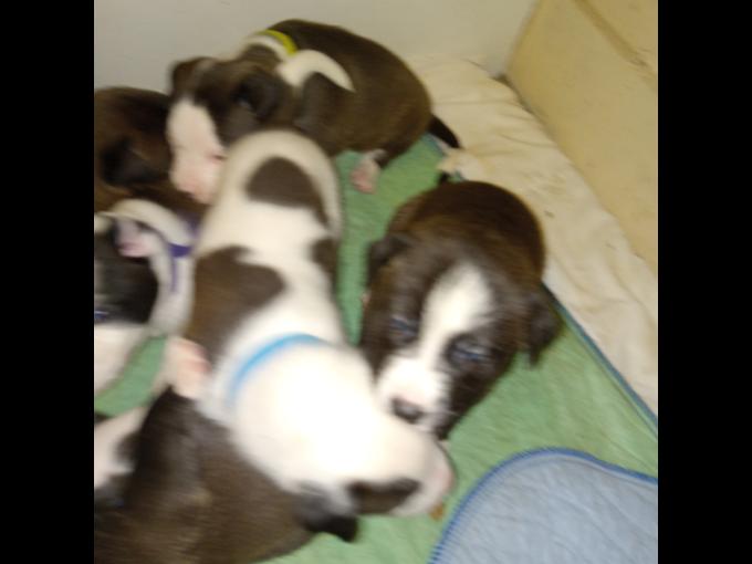 Pit/American bulldog