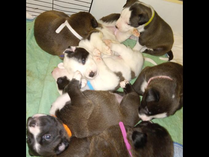 Pit/American bulldog