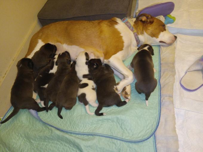 Pit/American bulldog