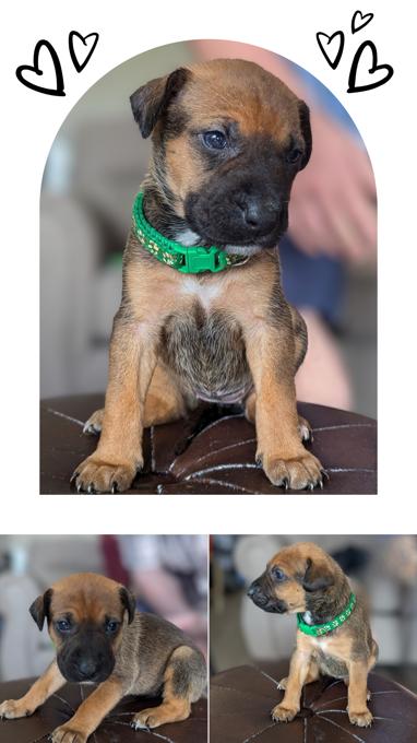 Border Collie/Shepherd/American Bully mix
