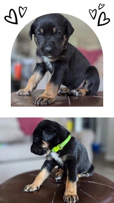 Border Collie/Shepherd/American Bully mix
