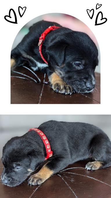 Border Collie/Shepherd/American Bully mix