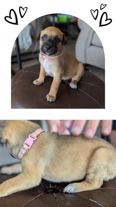 Border Collie/Shepherd/American Bully mix