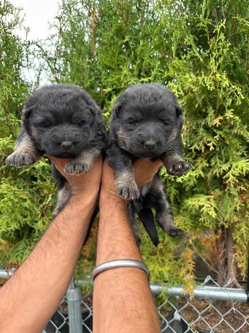 German Shepherd