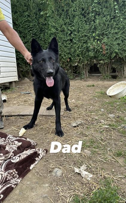 German Shepherd