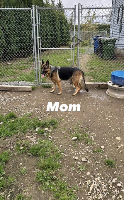 German Shepherd