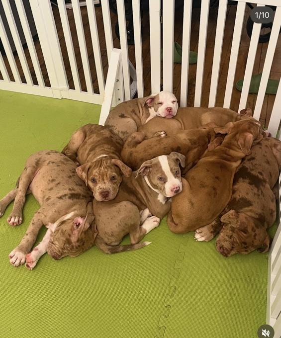 American Bully