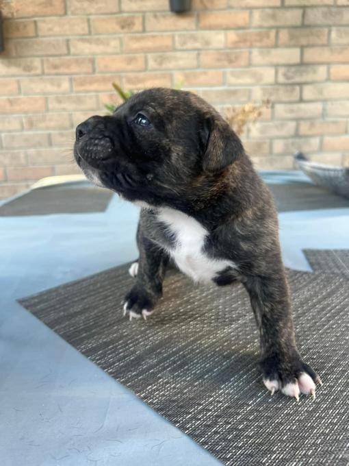Xl Bully/American bulldog