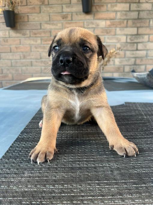 Xl Bully/American bulldog
