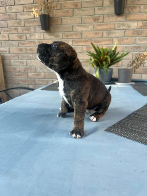 Xl Bully/American bulldog
