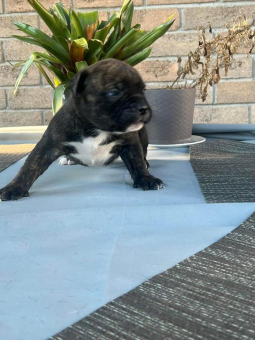 Xl Bully/American bulldog