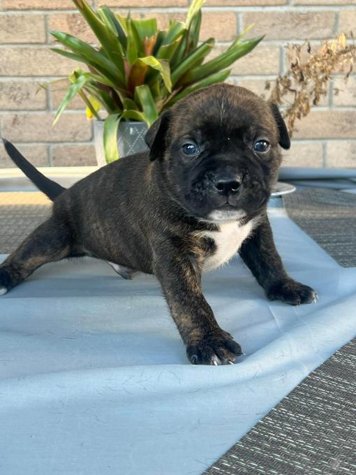 Xl Bully/American bulldog