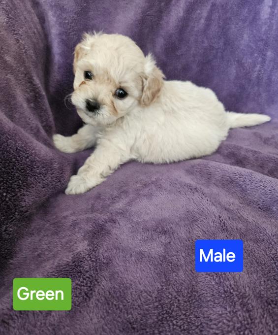 SHIHPOO