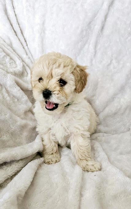 SHIHPOO