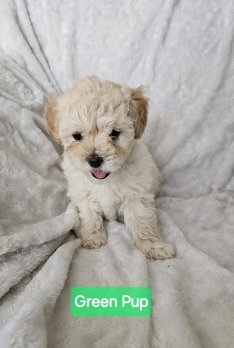 SHIHPOO