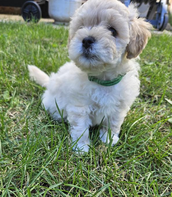 SHIHPOO