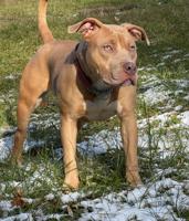 American Bully