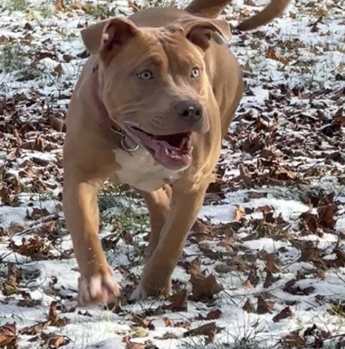 American Bully
