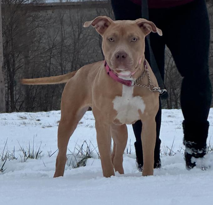 American Bully
