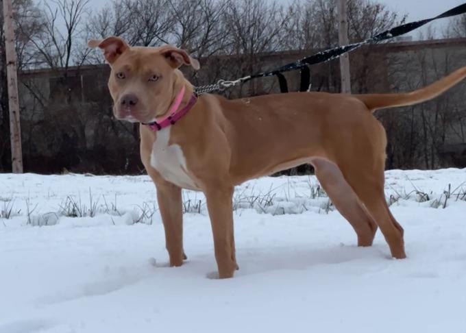 American Bully