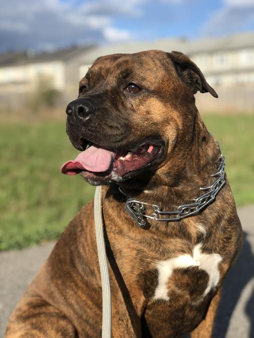 Pitbull and Boxer