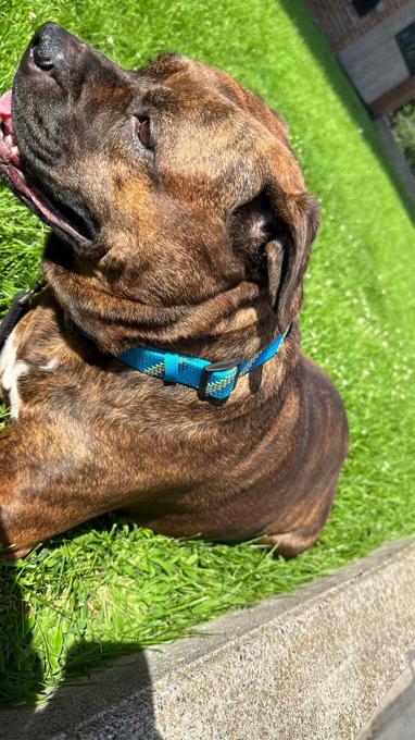 Pitbull and Boxer