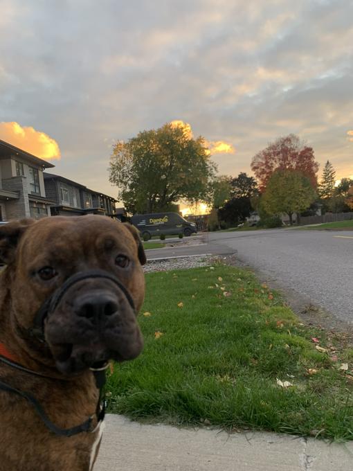Pitbull and Boxer