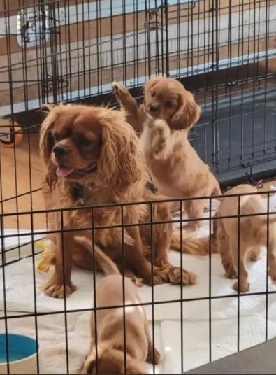 Cavalier King Charles