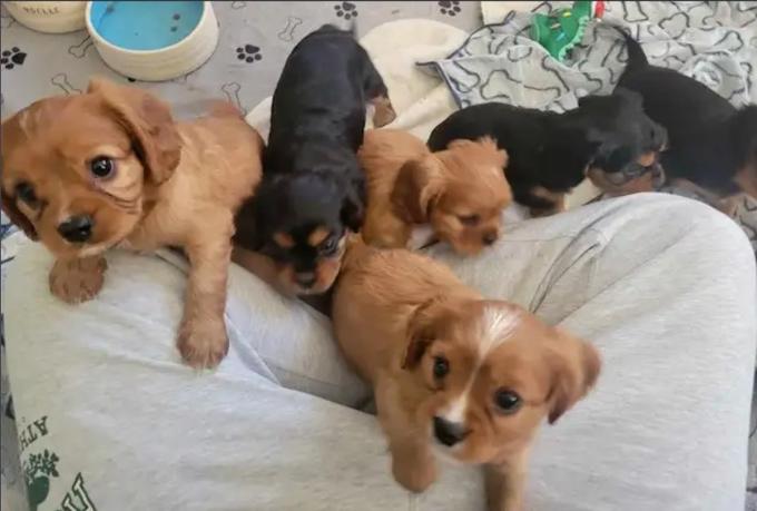 Cavalier King Charles