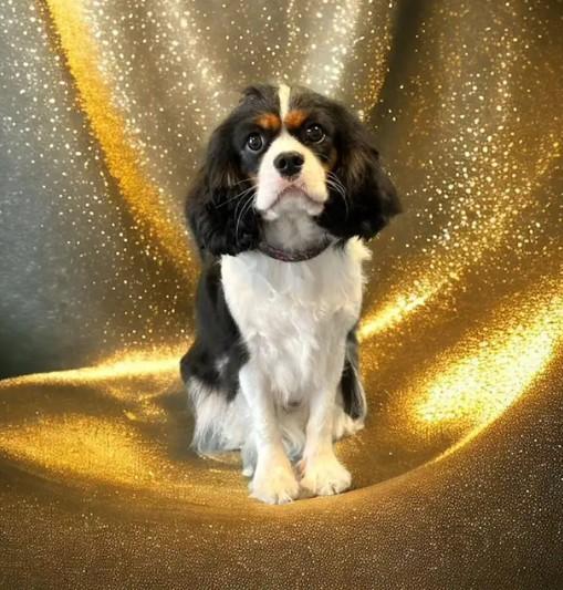 Cavalier King Charles