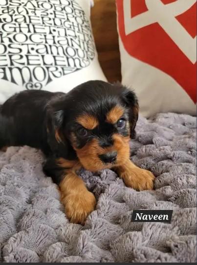Cavalier King Charles