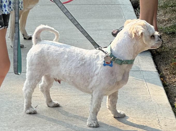 Shih-poo