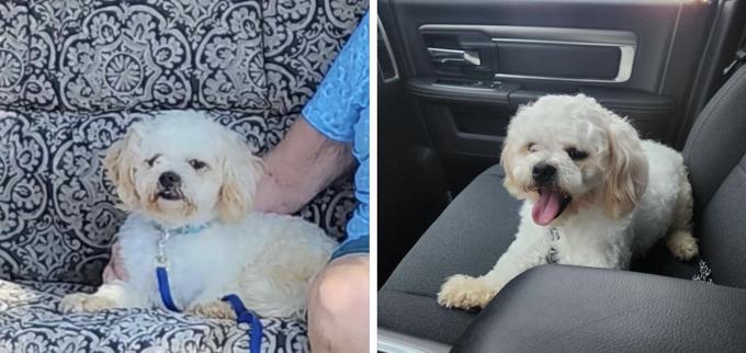 Shih-poo