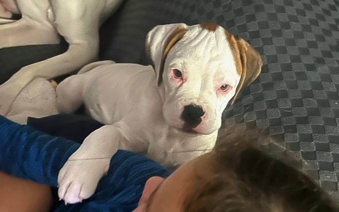 Boxer