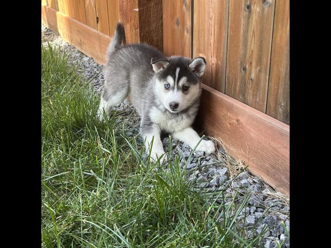 Pomsky