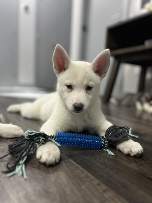 Pomsky