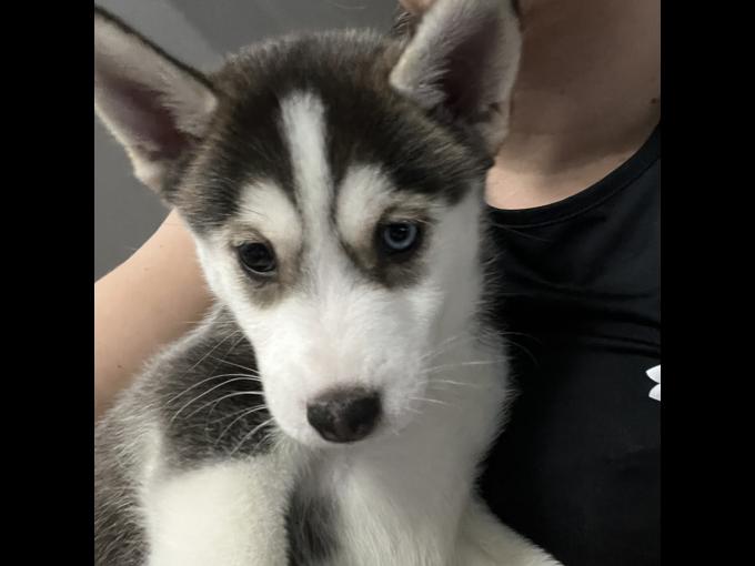 Pomsky