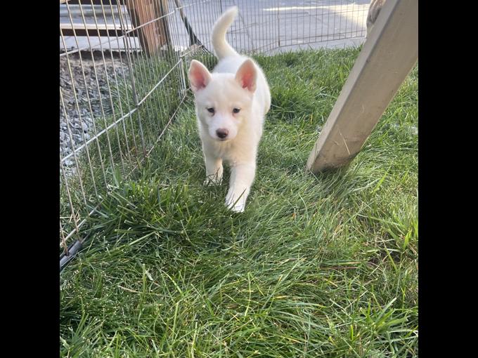 Pomsky