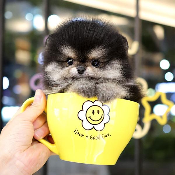 Pomeranian