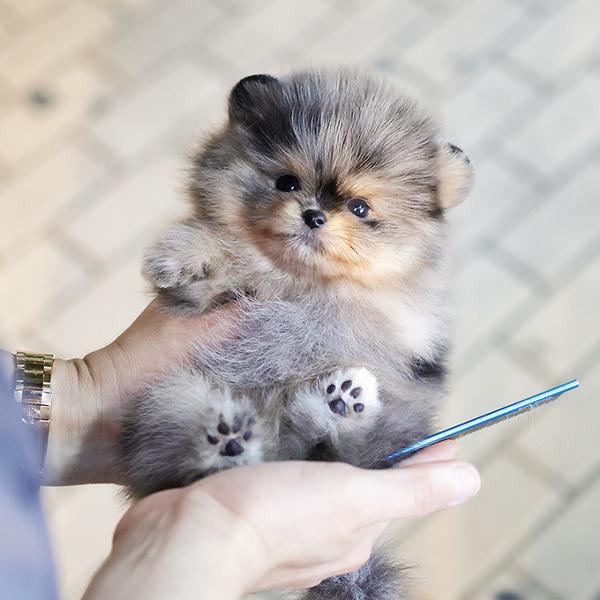 Pomeranian