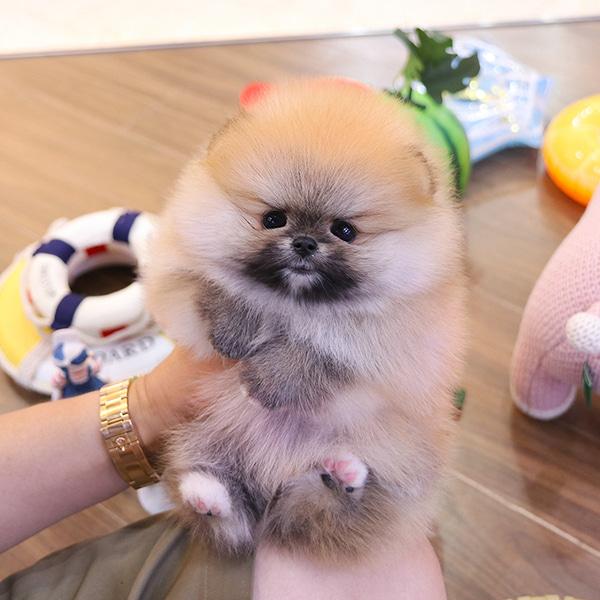 Pomeranian