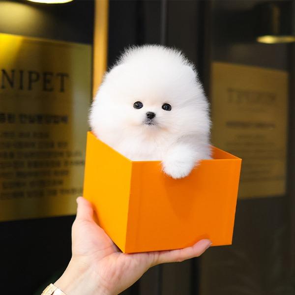 Pomeranian