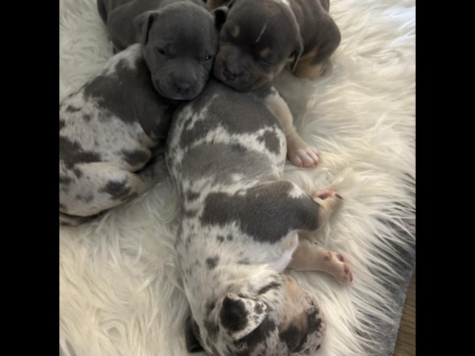 American pocket bully
