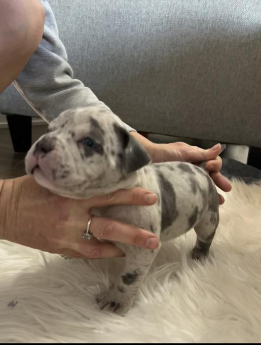 American pocket bully