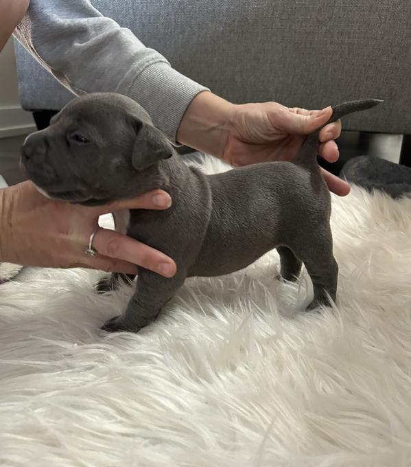 American pocket bully