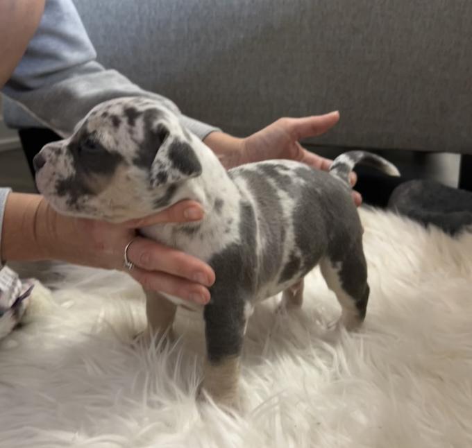 American pocket bully