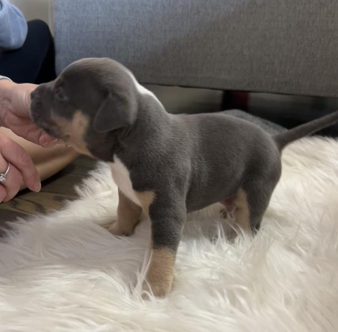 American pocket bully