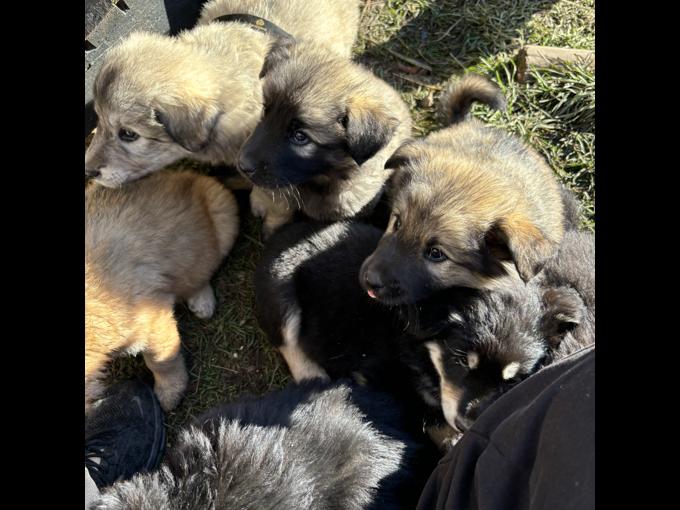 German shepardx pyrenees