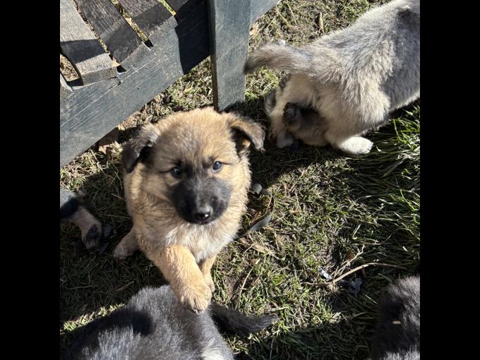 German shepardx pyrenees